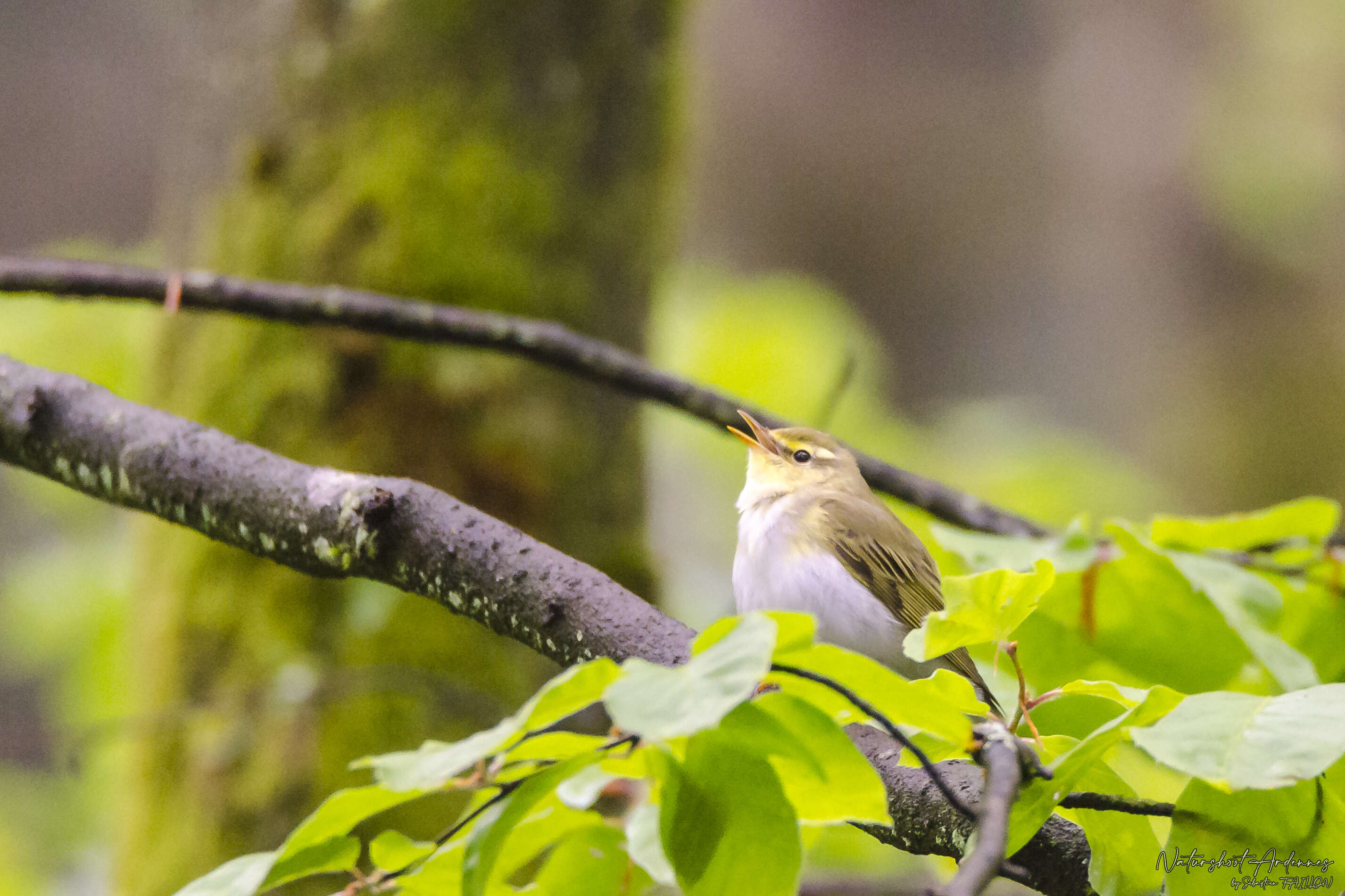 Image of Wood Warbler