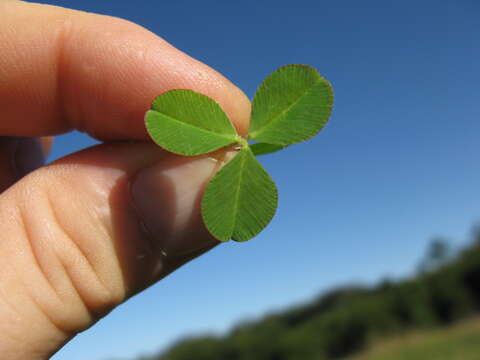 Image of Kenya clover