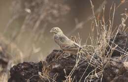 Image of Grey-necked Bunting