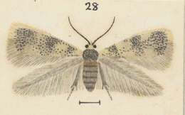 Image of Stigmella ogygia (Meyrick 1889) Dugdale 1988