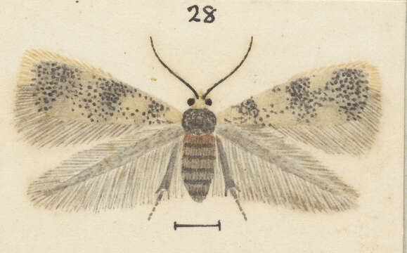 صورة Stigmella ogygia (Meyrick 1889) Dugdale 1988