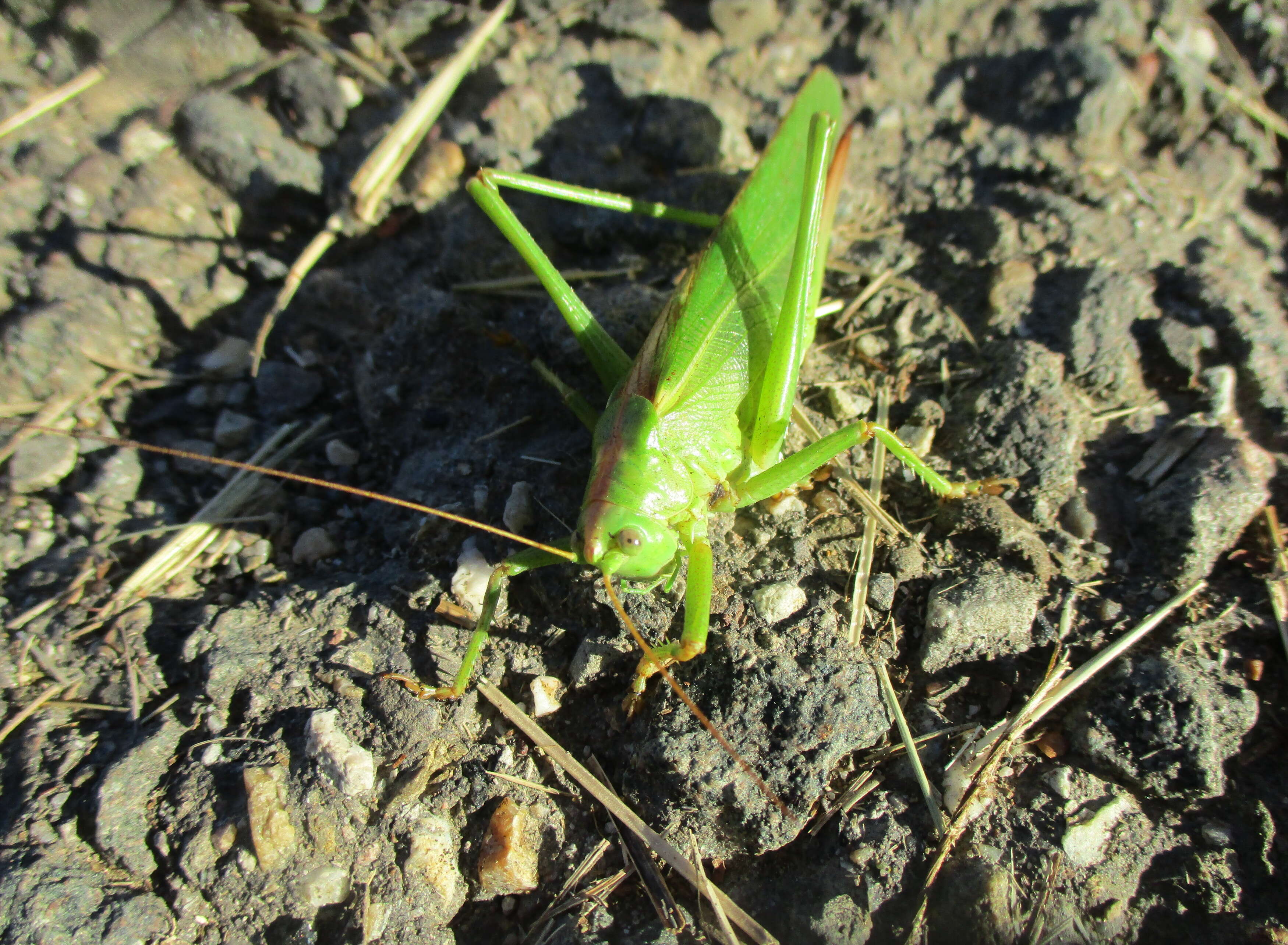 Image de grande sauterelle verte