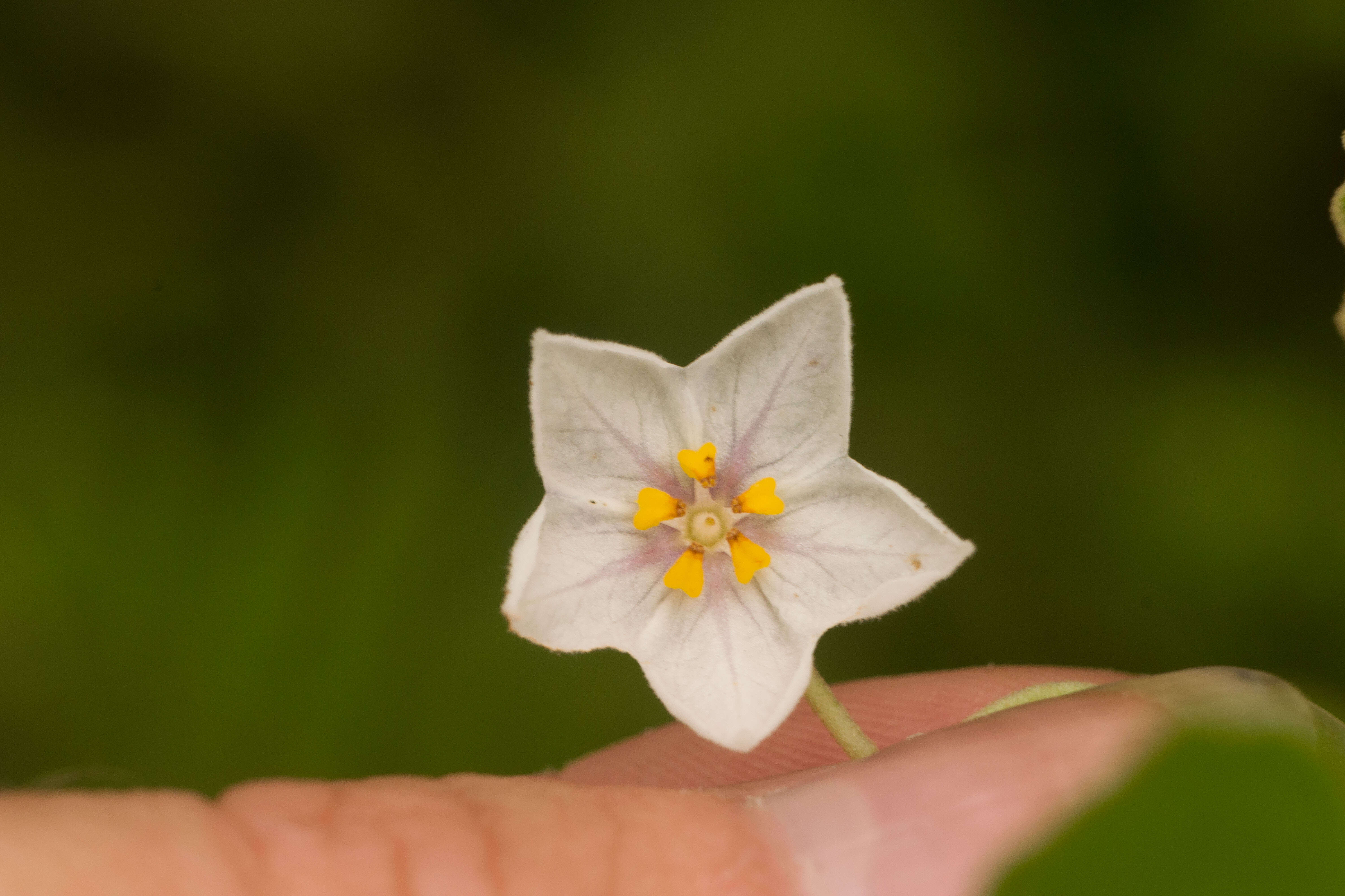 Image of Hawai'i horsenettle