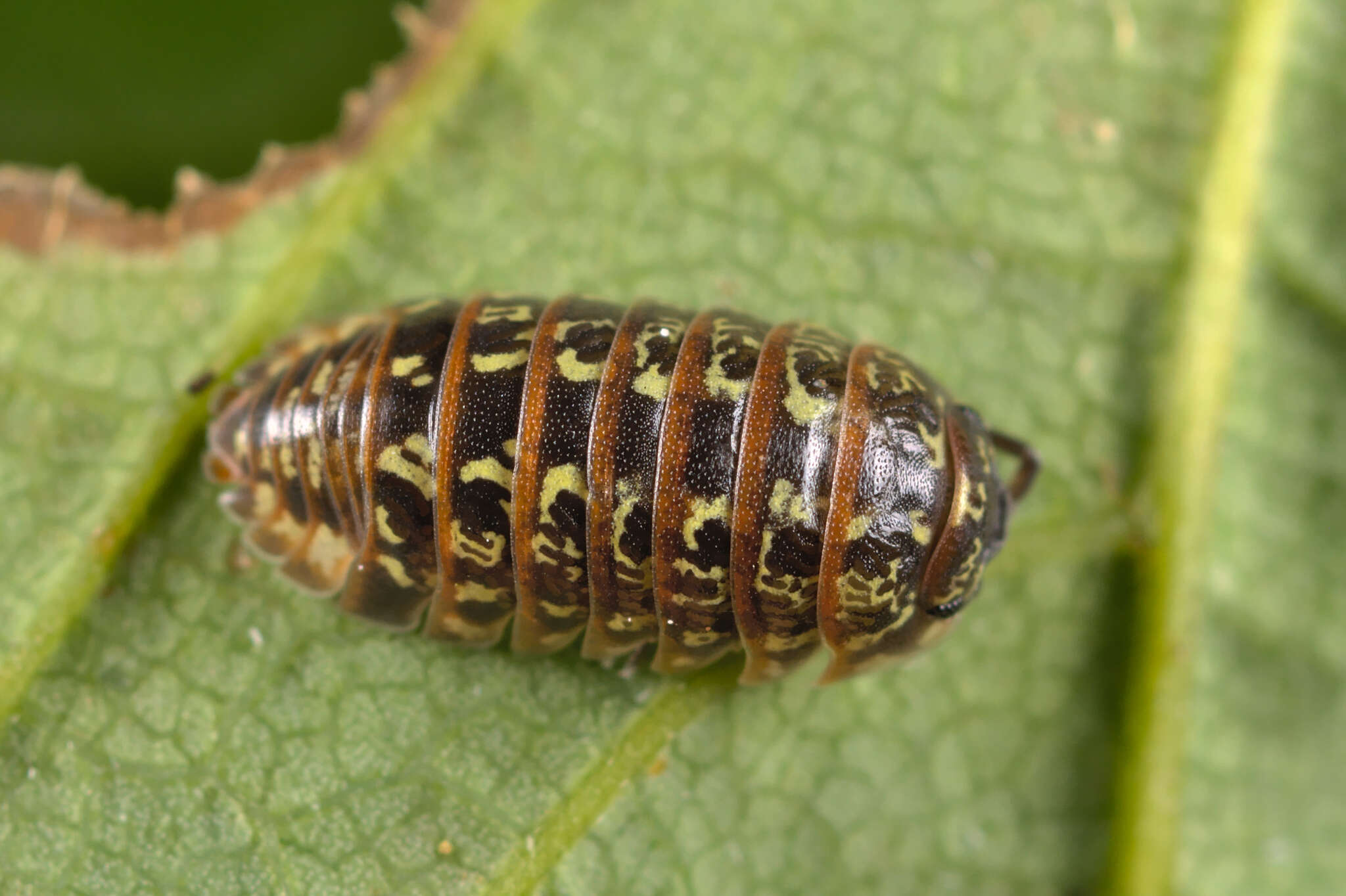 Image of Armadillidium pictum Brandt 1833