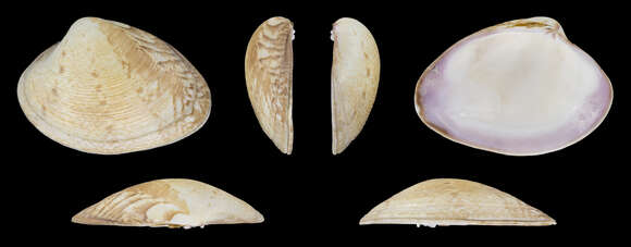 Image of golden carpet shell