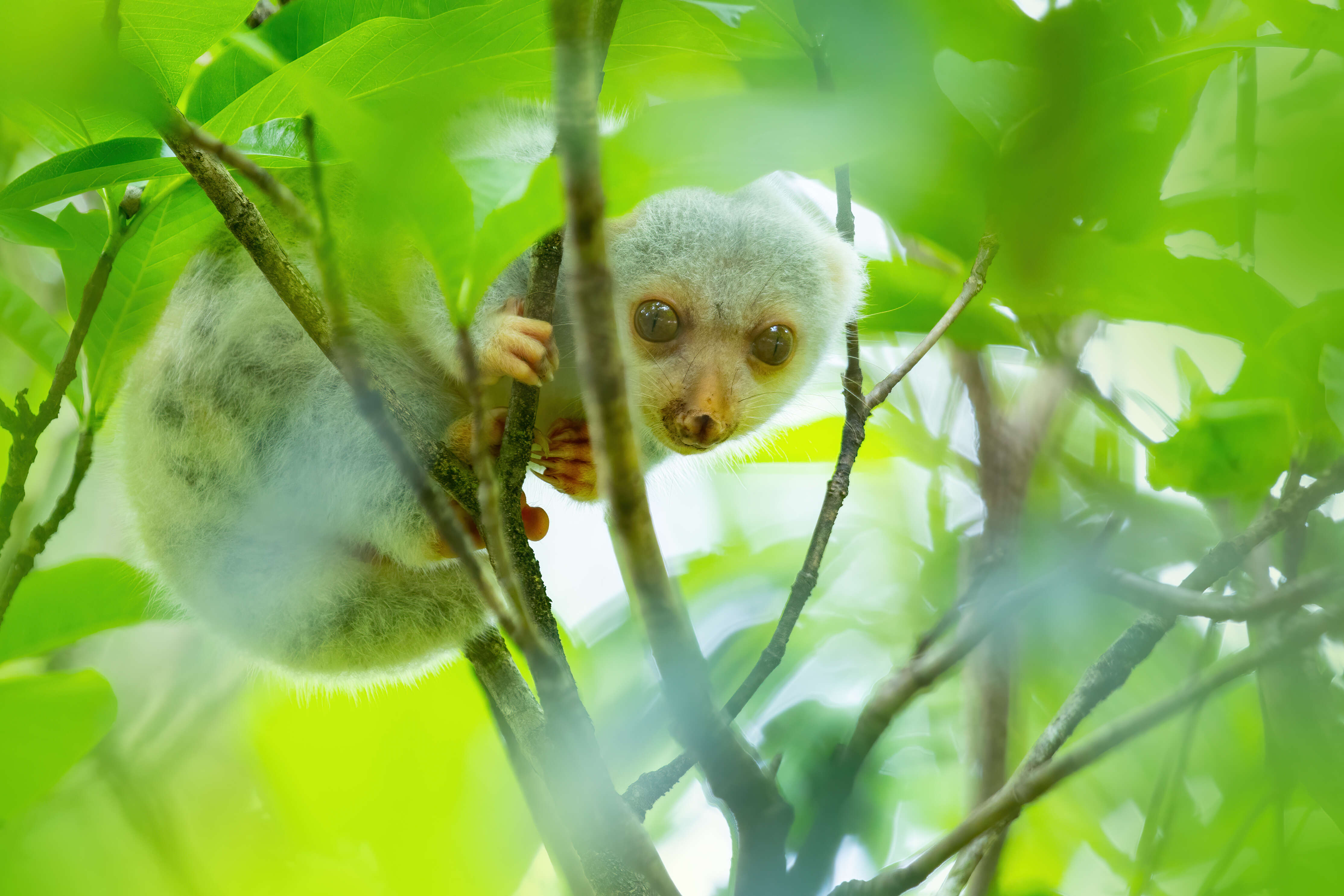 Image of Common Spotted Cuscus