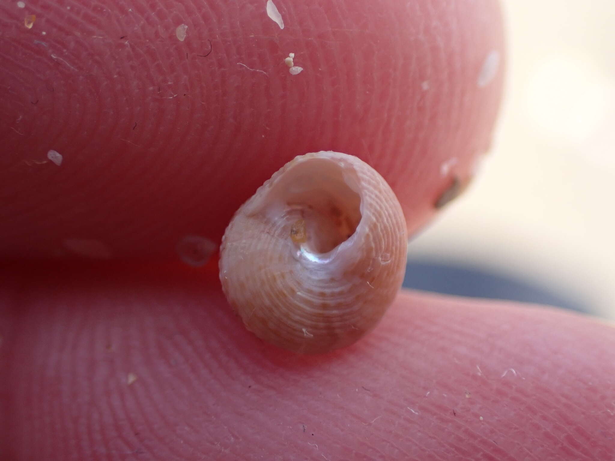 Image de Calliostoma legrandi (Tenison Woods 1876)