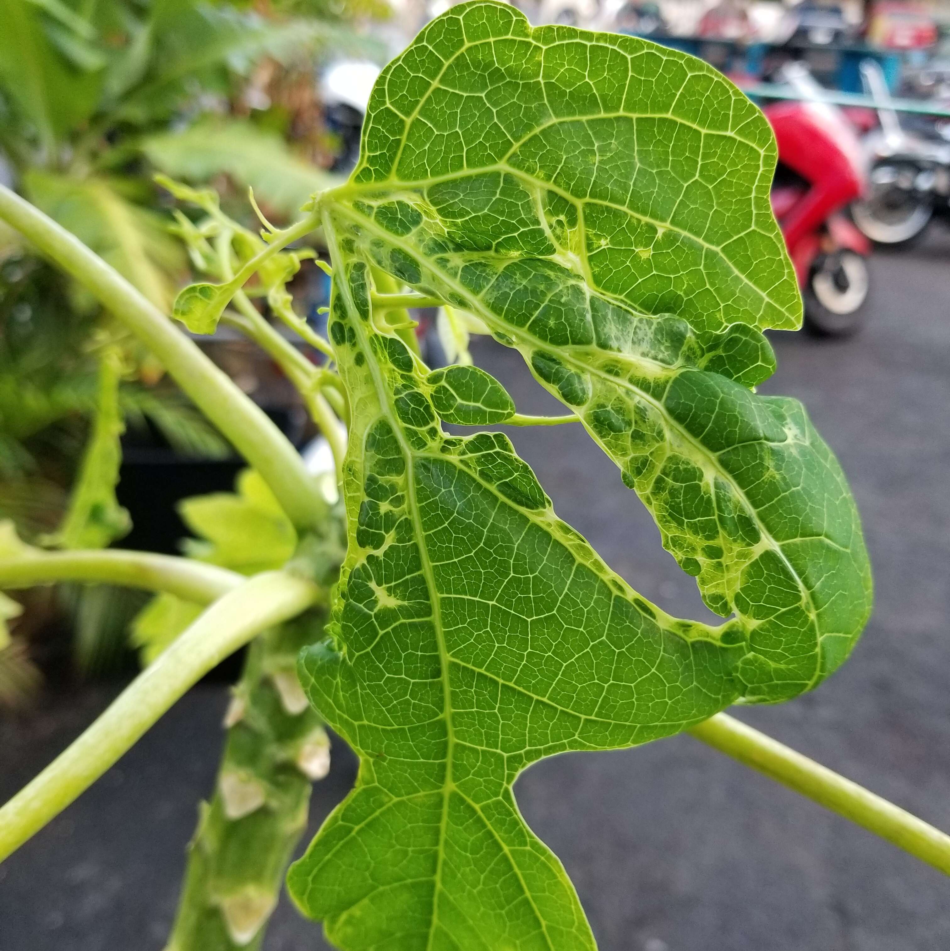 Image of Papaya ringspot virus