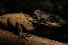 Image of Hernandez's helmeted iguana