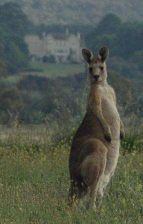 Image of kangaroo