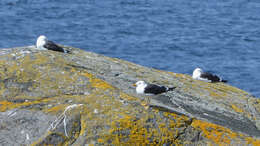 Image of Lesser Black-backed Gull