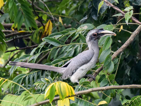 Image of Indian Grey Hornbill