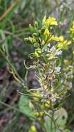 Image of charlock mustard