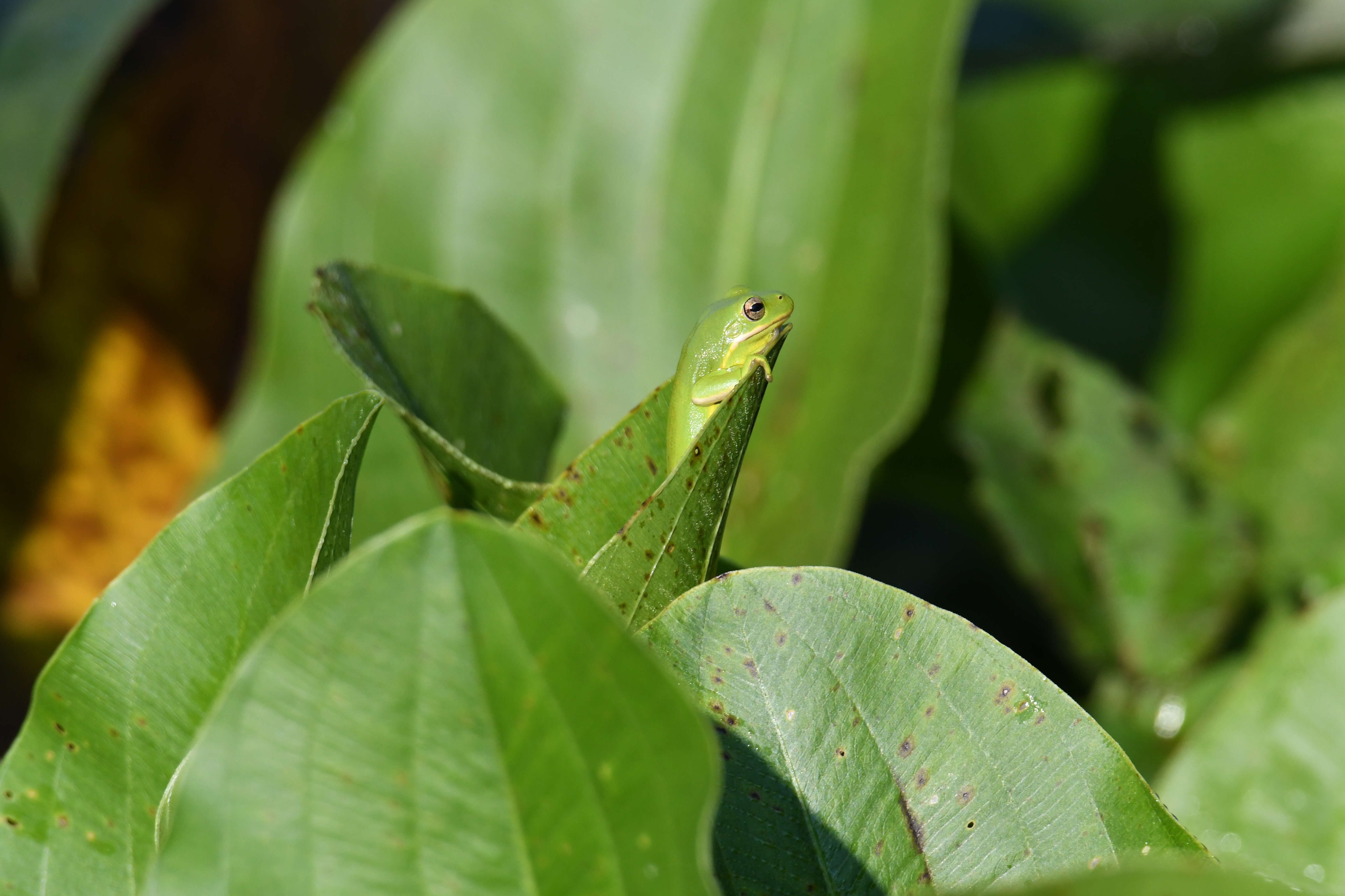 Image of American Green Treefrog