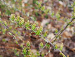 Image of Salix alpina Scop.