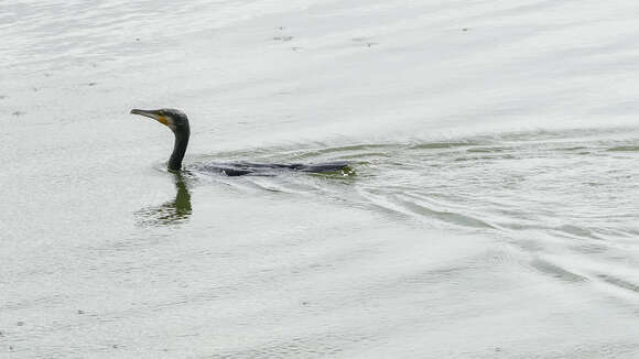 Image of Black Shag