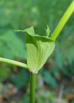 Image of licorice milkvetch