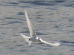 Image of Black-naped Tern