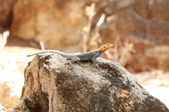 Image of Kenya Rock Agama