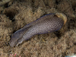 صورة Akera bullata O. F. Müller 1776