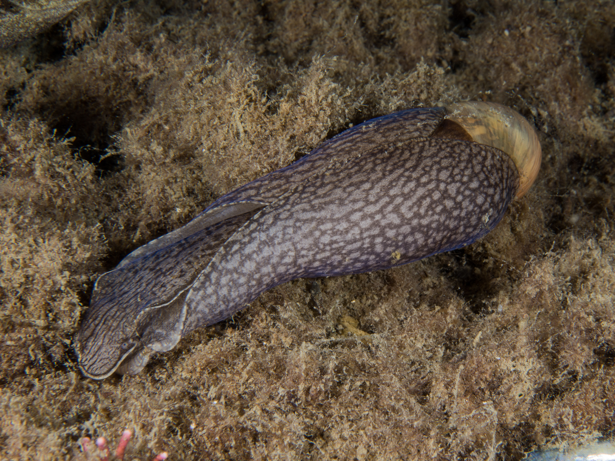 صورة Akera bullata O. F. Müller 1776