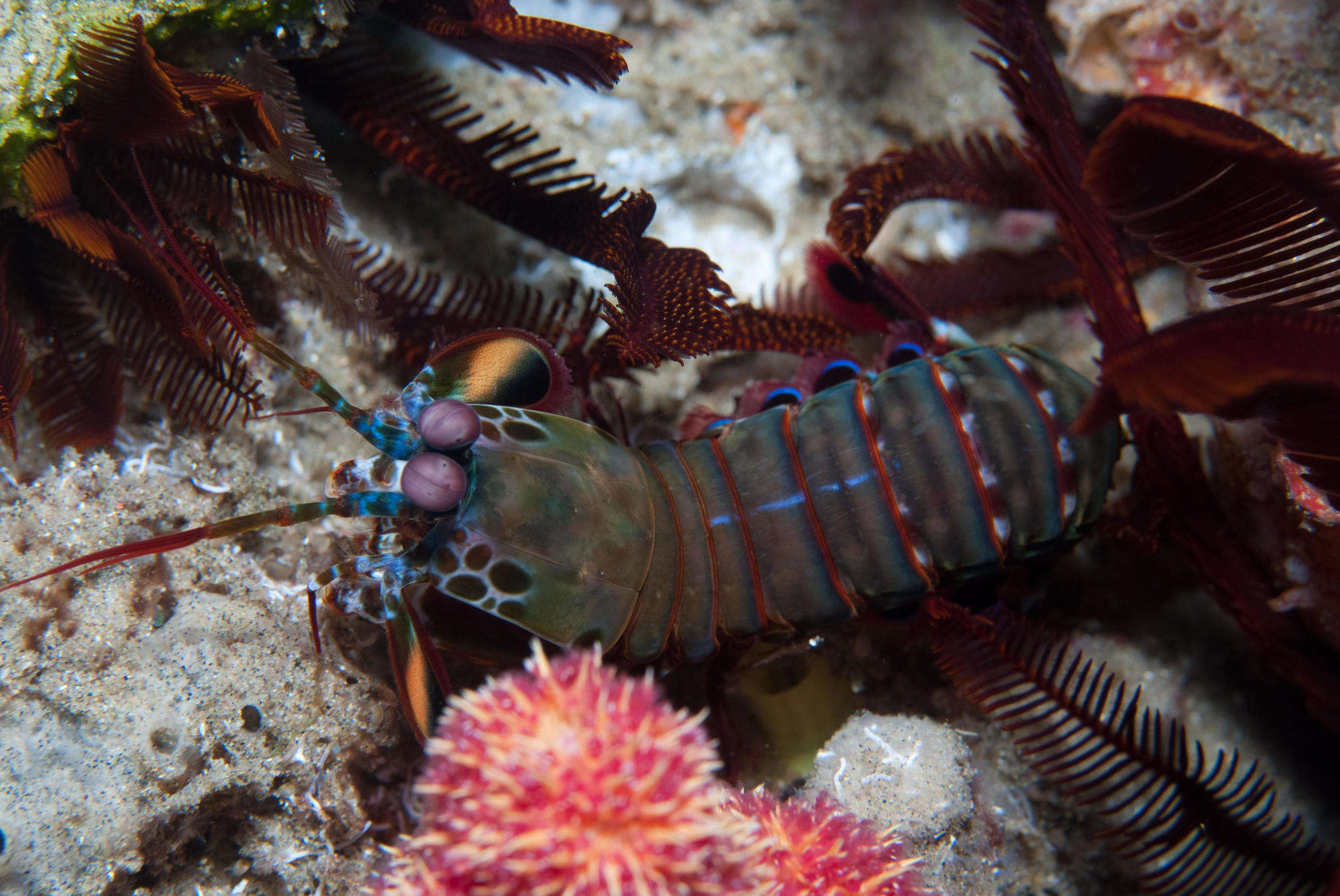 Image of Odontodactylus scyllarus