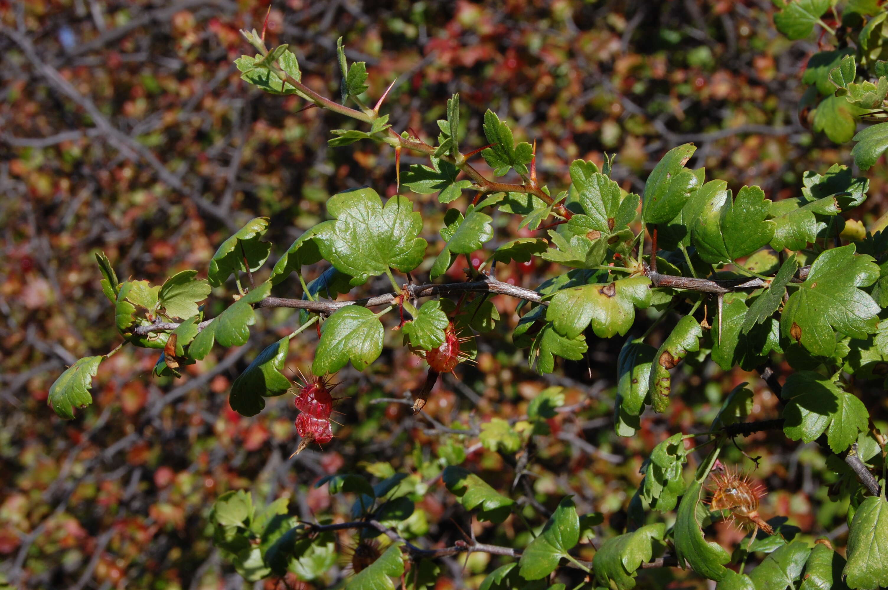 Image of hillside gooseberry