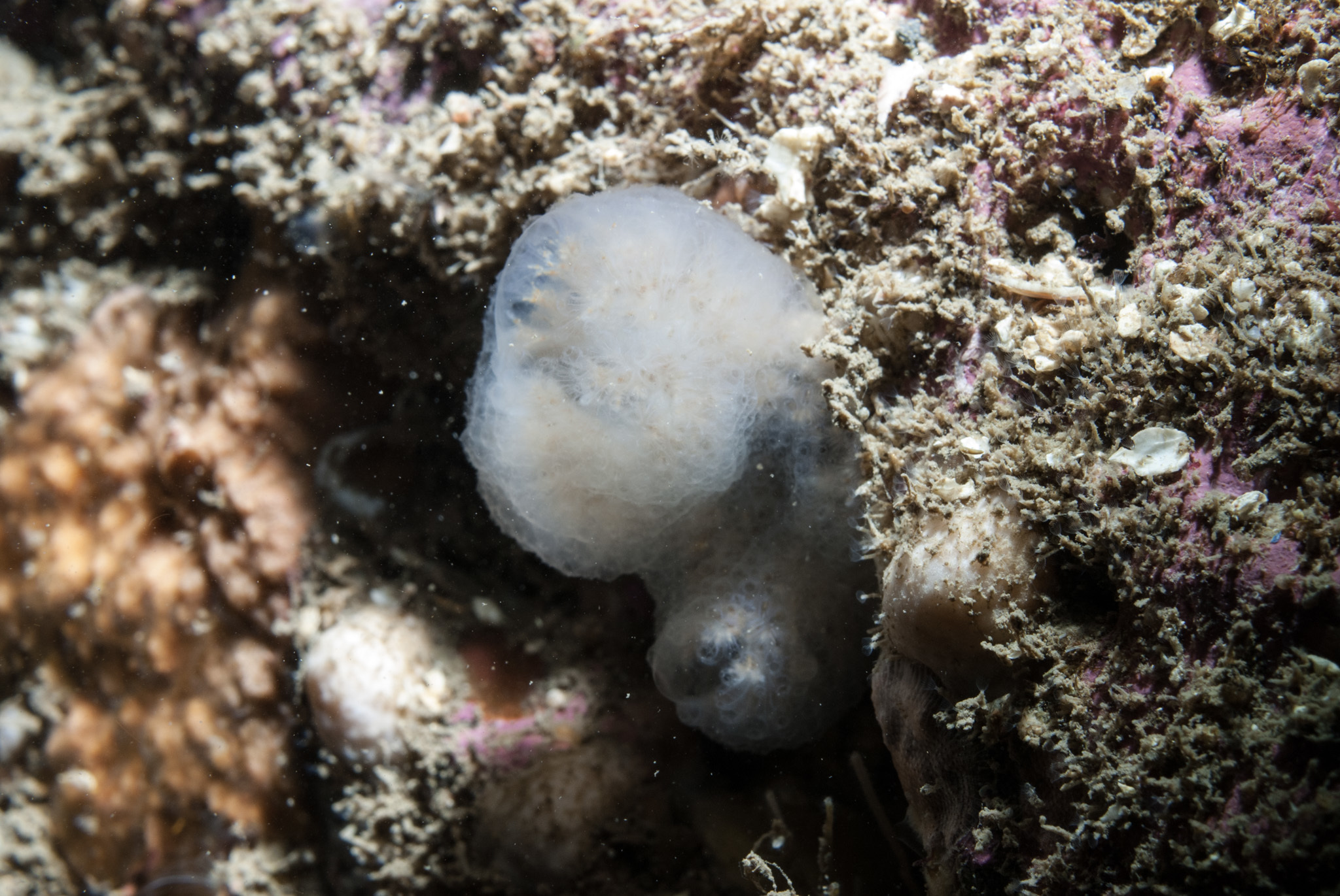 Image of <i>Aplidium pallidum</i>