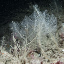 Image of Schizotricha frutescens (Ellis & Solander 1786)