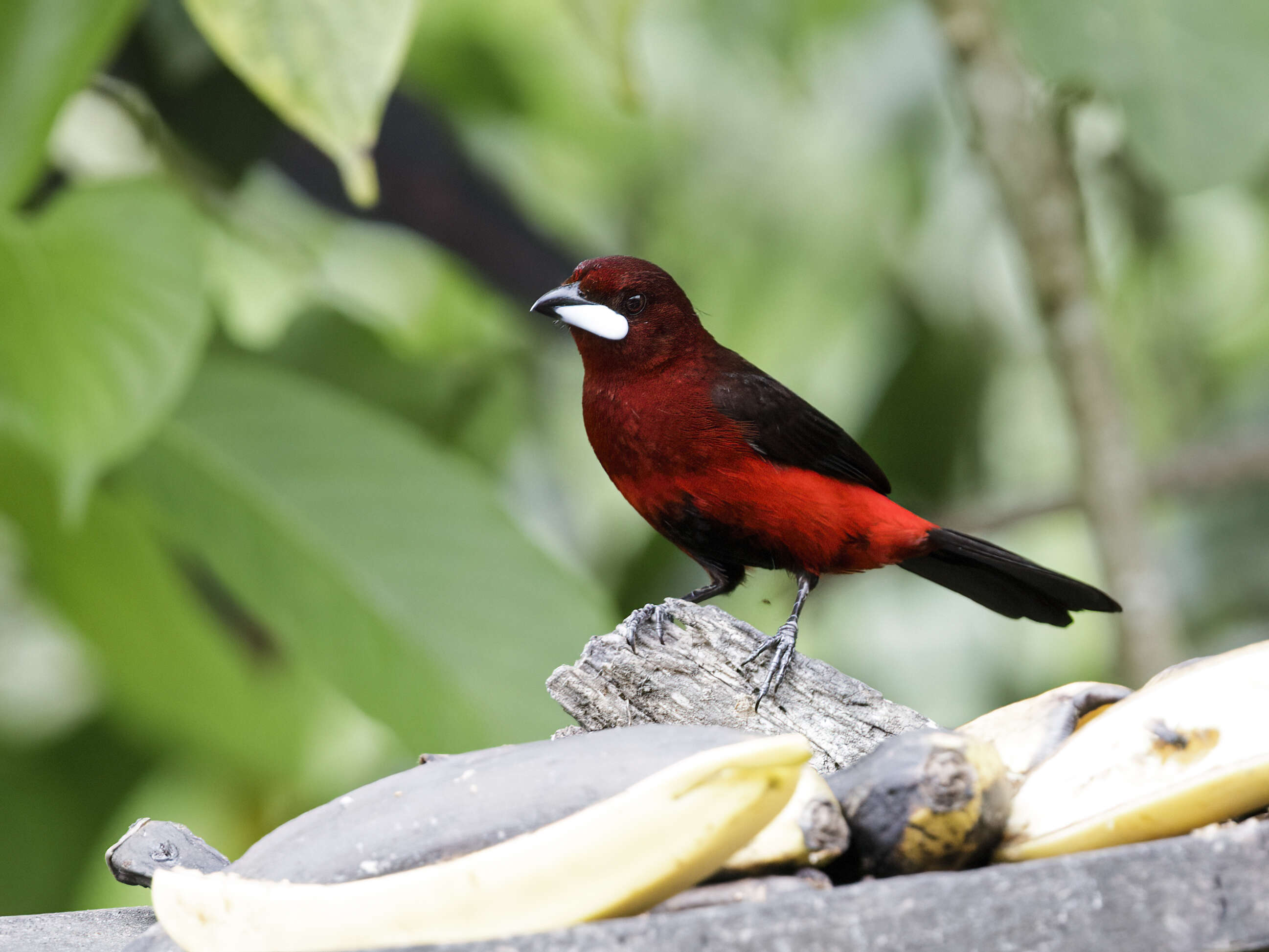 Image of Black-bellied Tanager