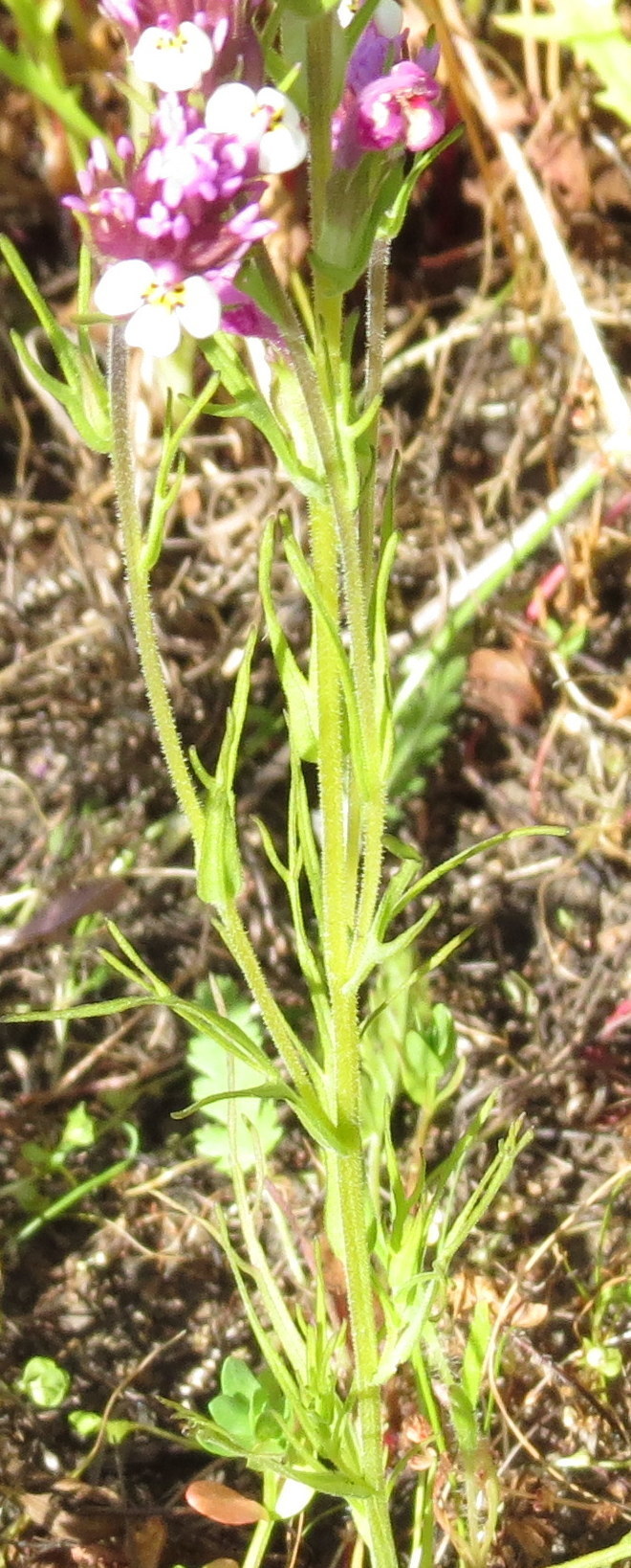 Image of <i>Castilleja densiflora gracilis</i>