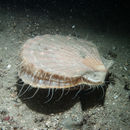 Image of Great Atlantic scallop