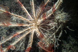 Image of Celtic Feather Star