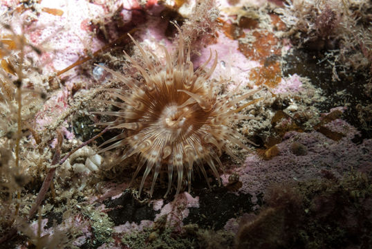 Image of <i>Hormathia coronata</i> (Gosse 1858)