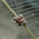 Image of parasitic solenogaster