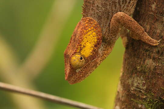 Image of Short-horned Chameleon