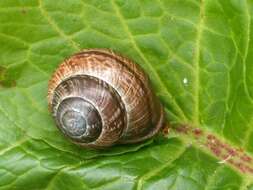 Image of Copse Snail