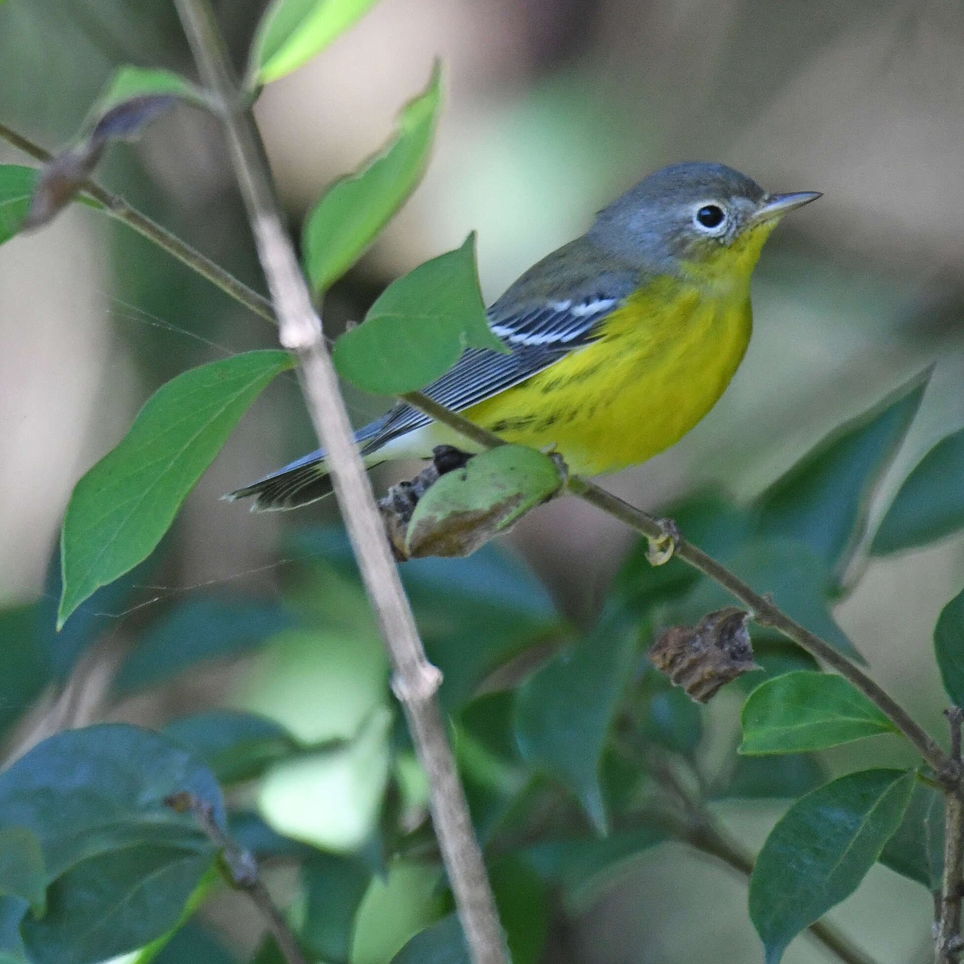 Image of Magnolia Warbler