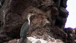 Image of White-breasted Cormorant