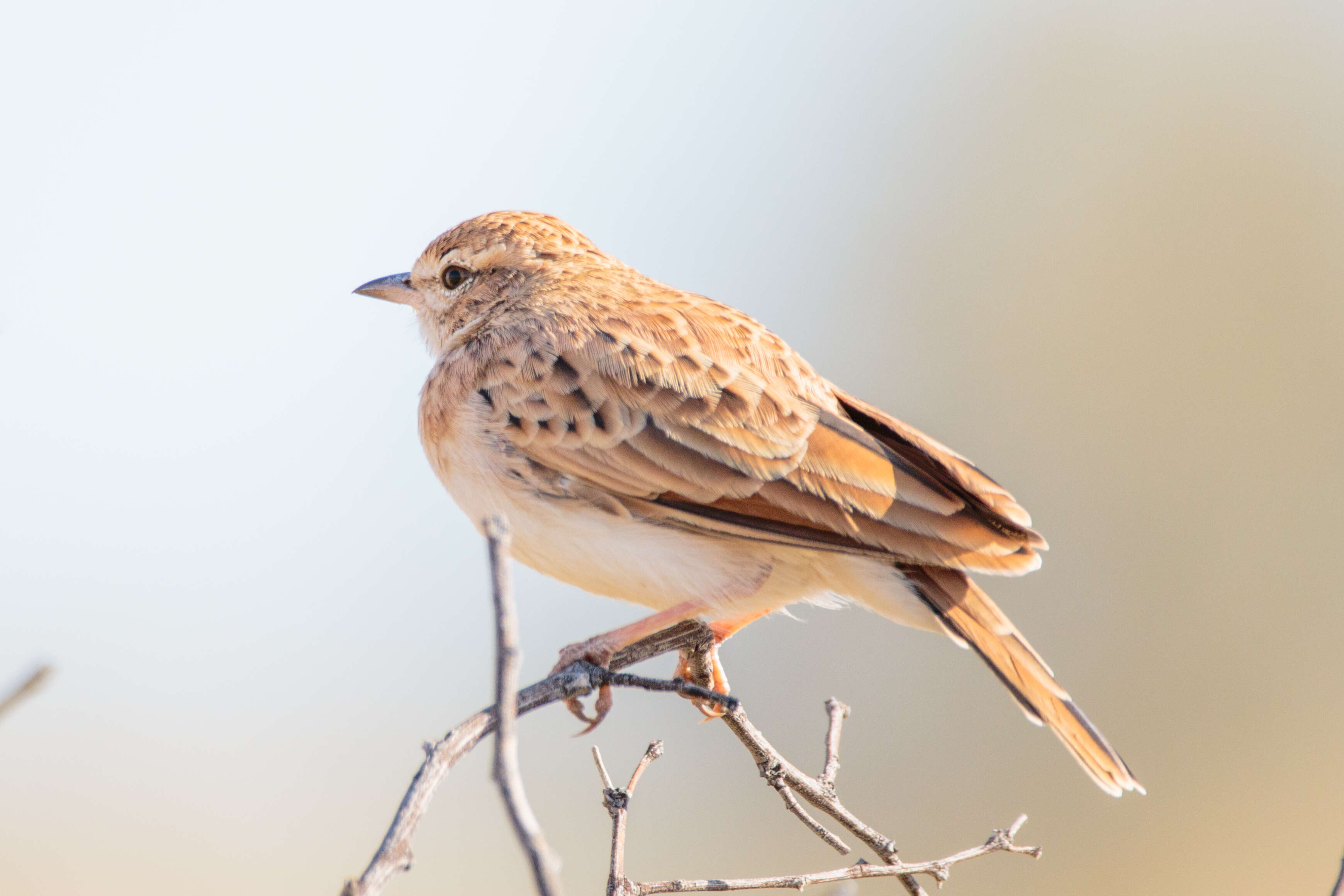 Image of Fawn-colored Lark