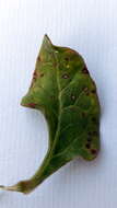 Image of Uromyces beticola (Bellynck) Boerema, Loer. & Hamers 1987