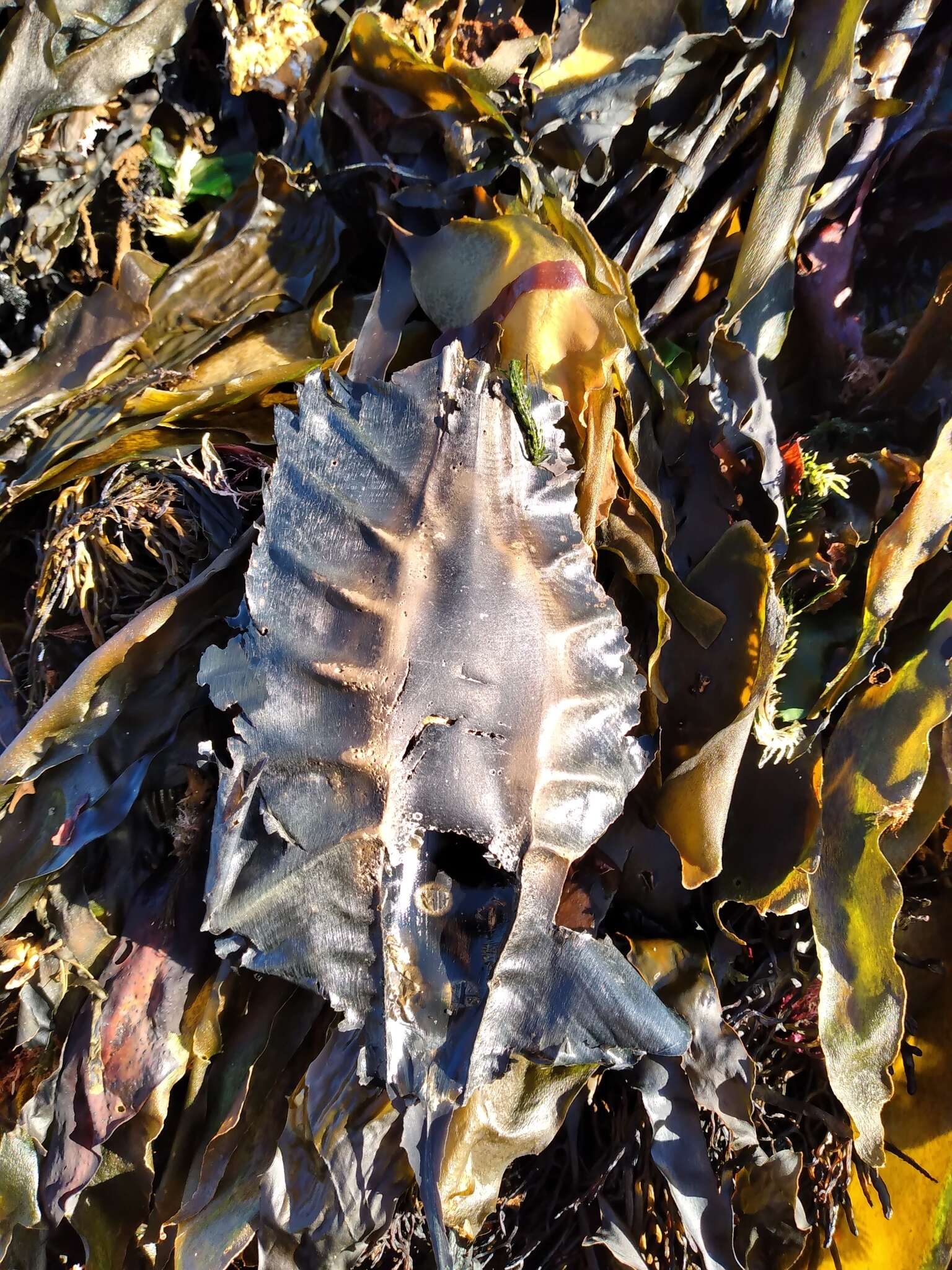 Image of Elephant Fish