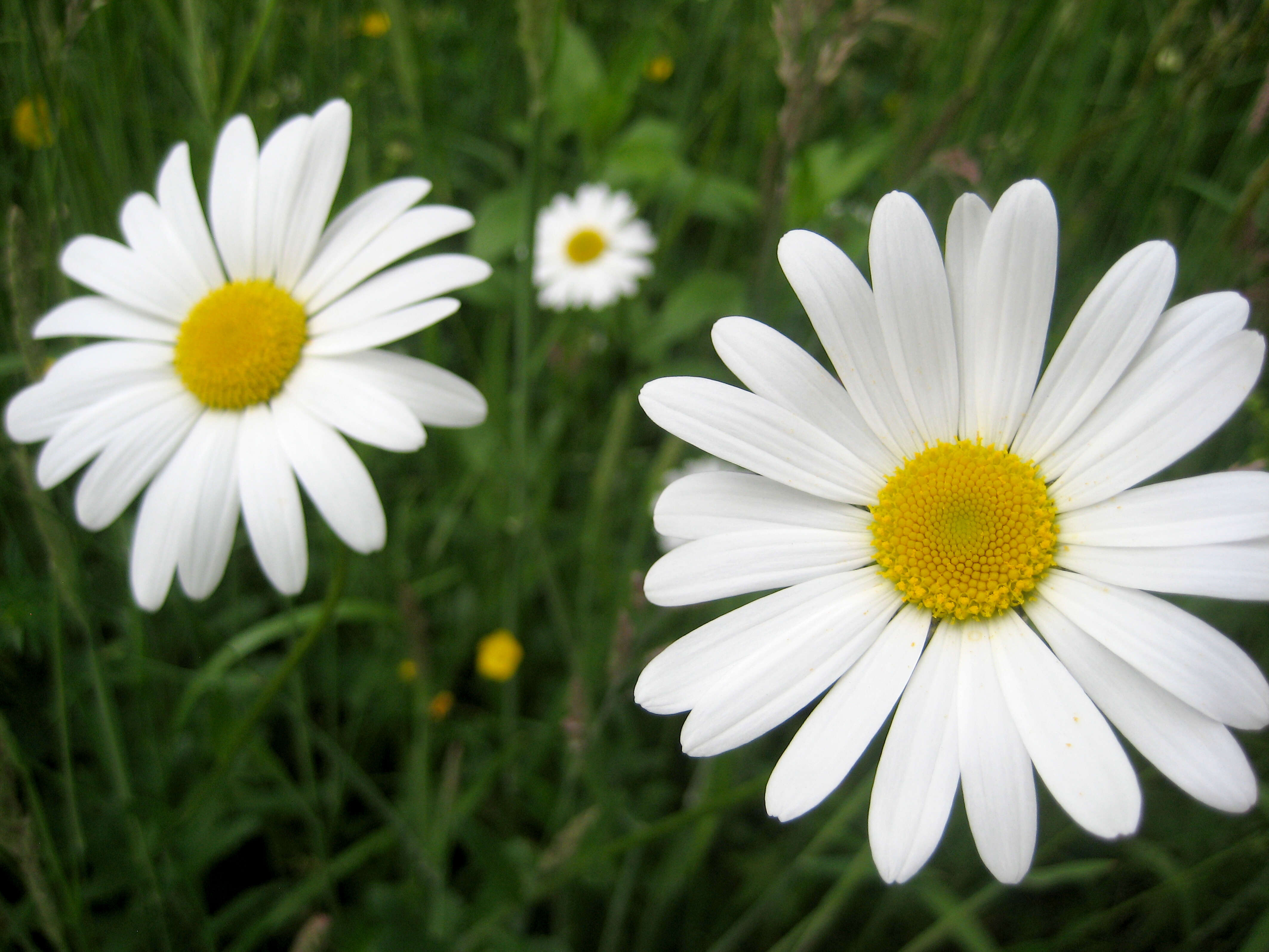 Image of Oxeye Daisy