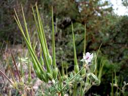 Image de Erodium ciconium (L.) L'Her.