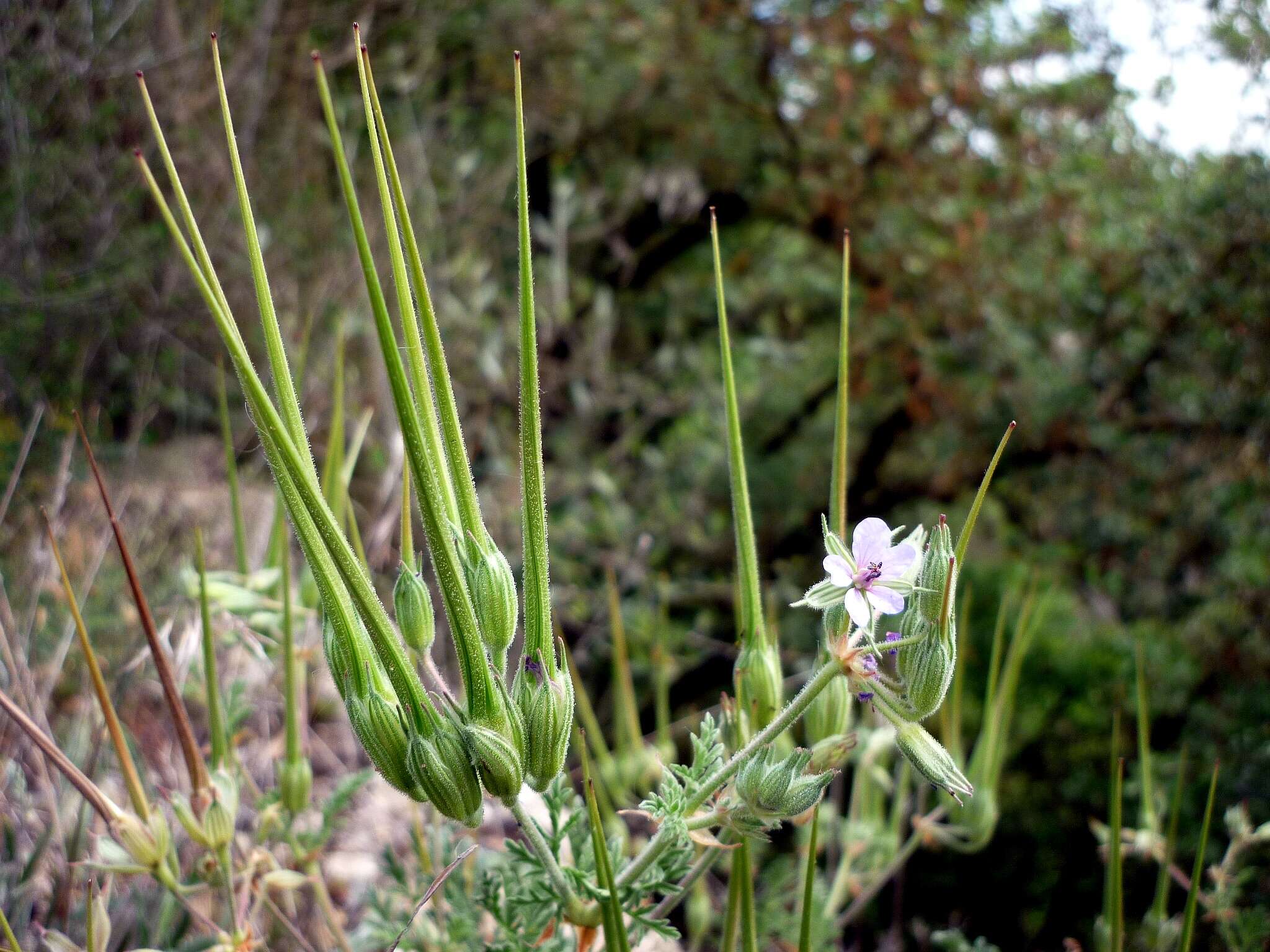 Image de Erodium ciconium (L.) L'Her.