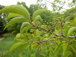 Image of American Plum