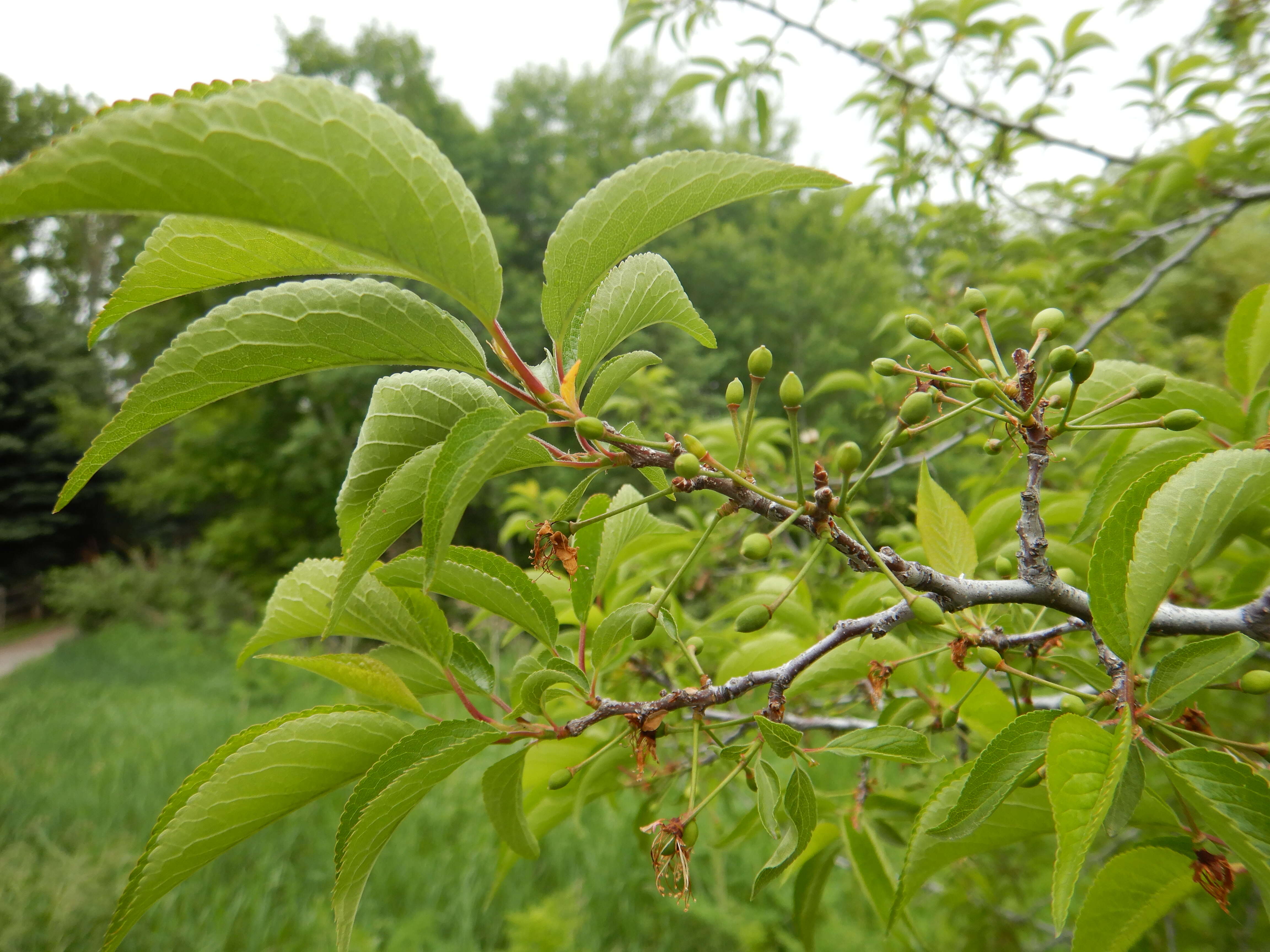 Image of American Plum