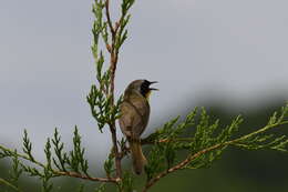 Geothlypis trichas (Linnaeus 1766) resmi