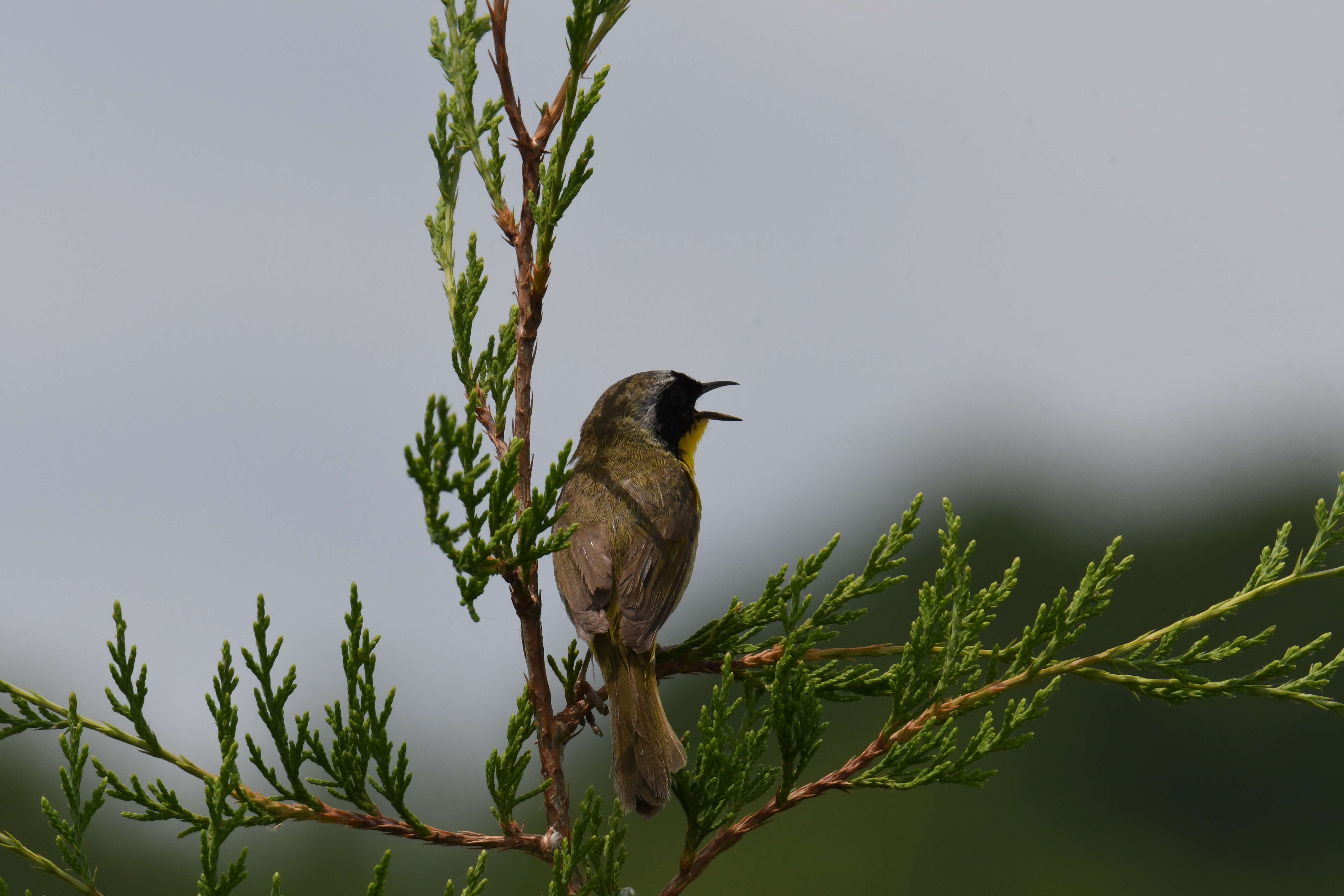 Geothlypis trichas (Linnaeus 1766) resmi