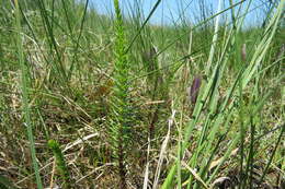 Image of Mare's Tail